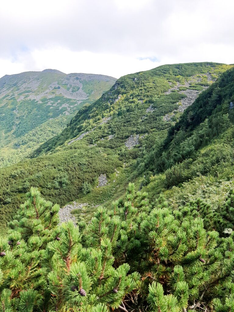 Babia 11