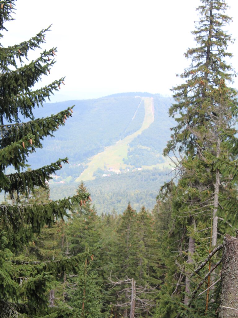 Jalowiec 05