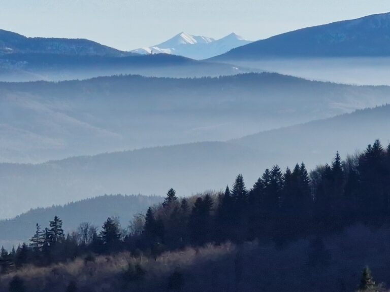 Leskowiec Ż 05